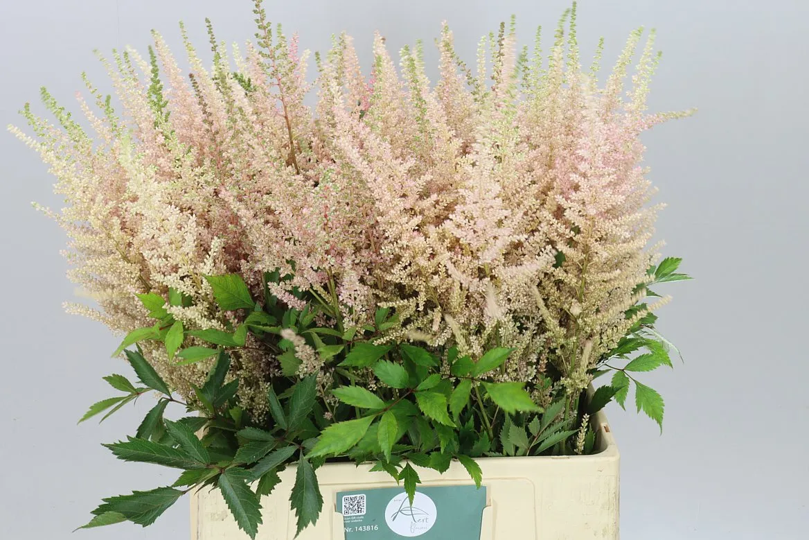 Astilbe Avalanche • 70 cm