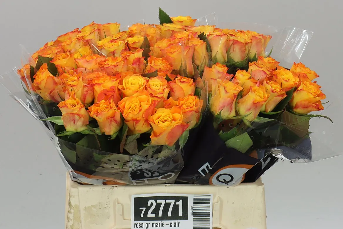 Rosa Gr Marie-claire! • 40 cm