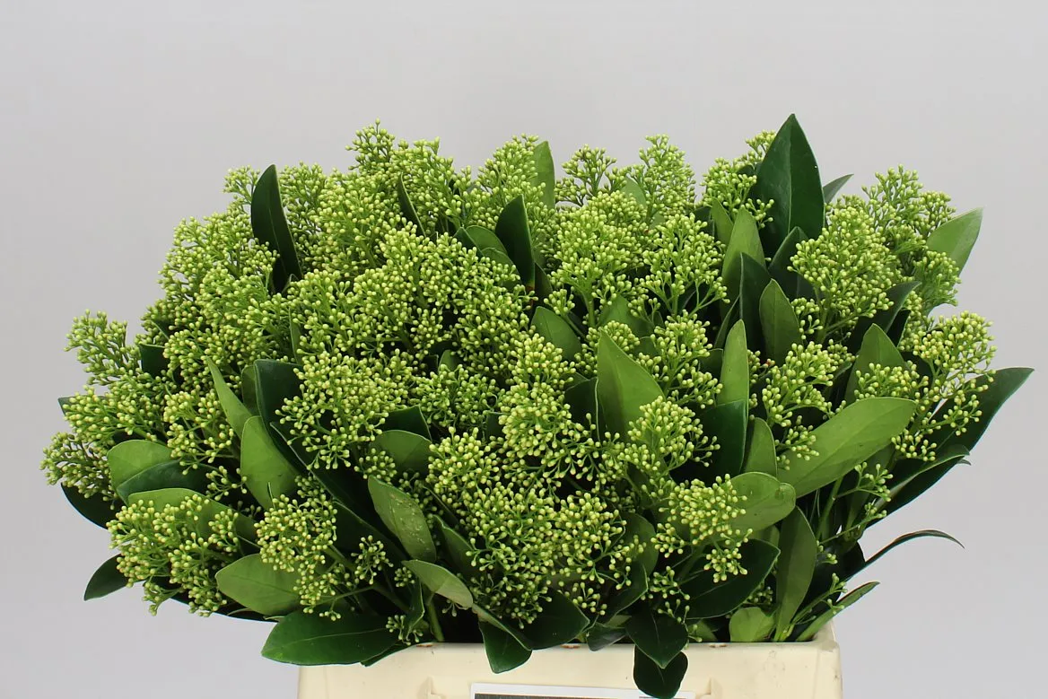Skimmia Magical Finchy • 45 cm