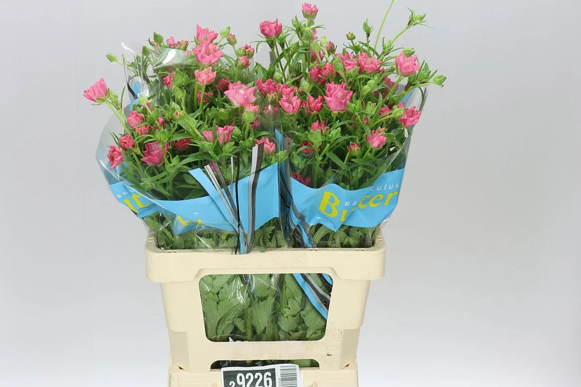 Ranuncul Butterfly Isis Pink • 60 cm