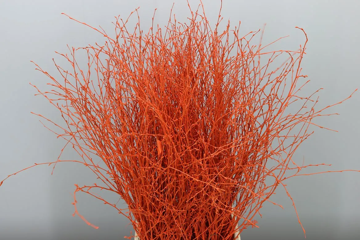 Breza Orange • 70 cm