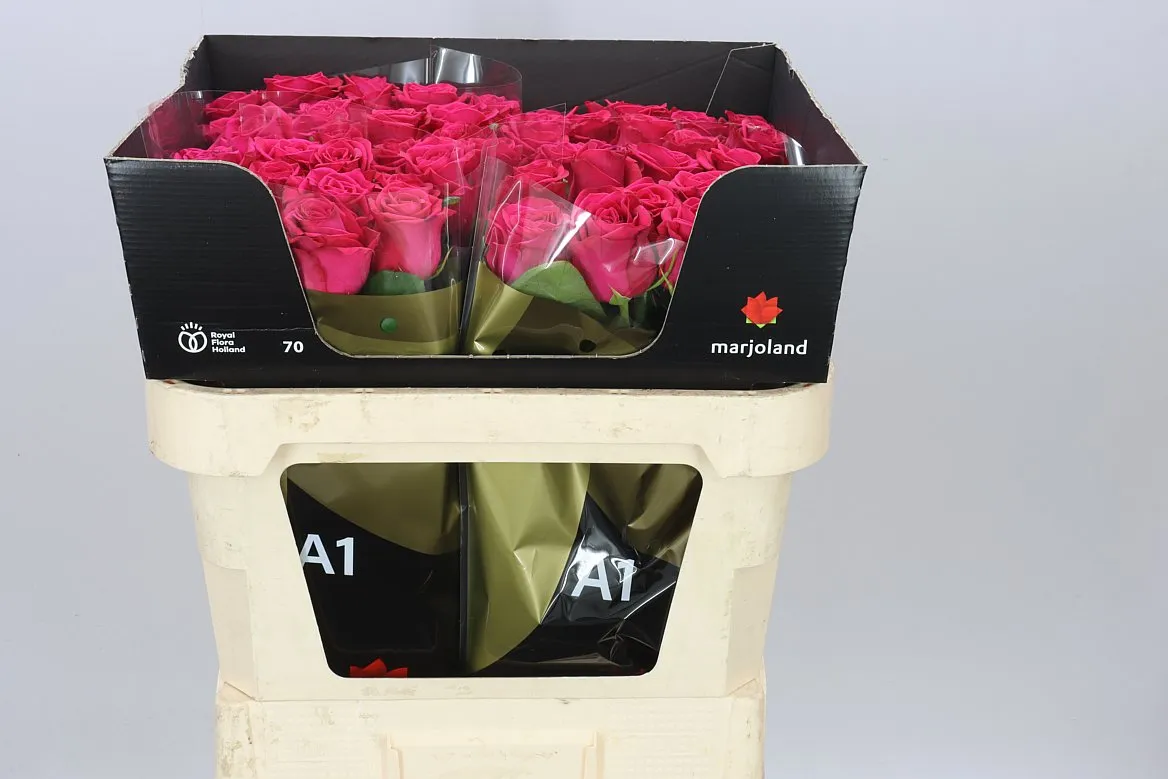 Rosa Gr Xoch • 70 cm