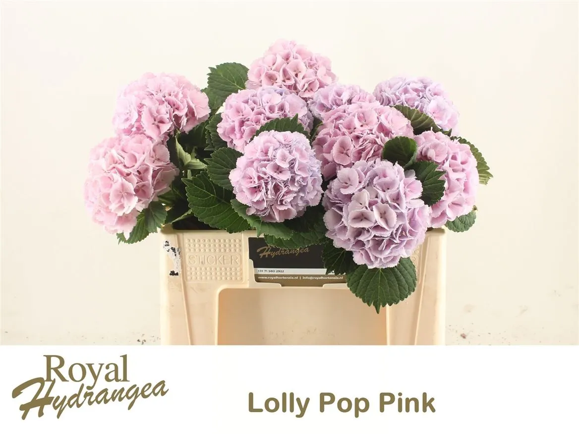 Hyd Lolly Pop Pink Pale • 50 cm