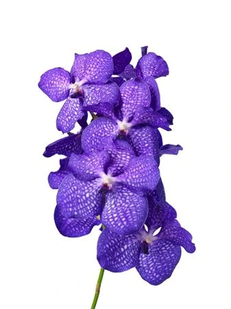Orchidea Vanda Blue Magic