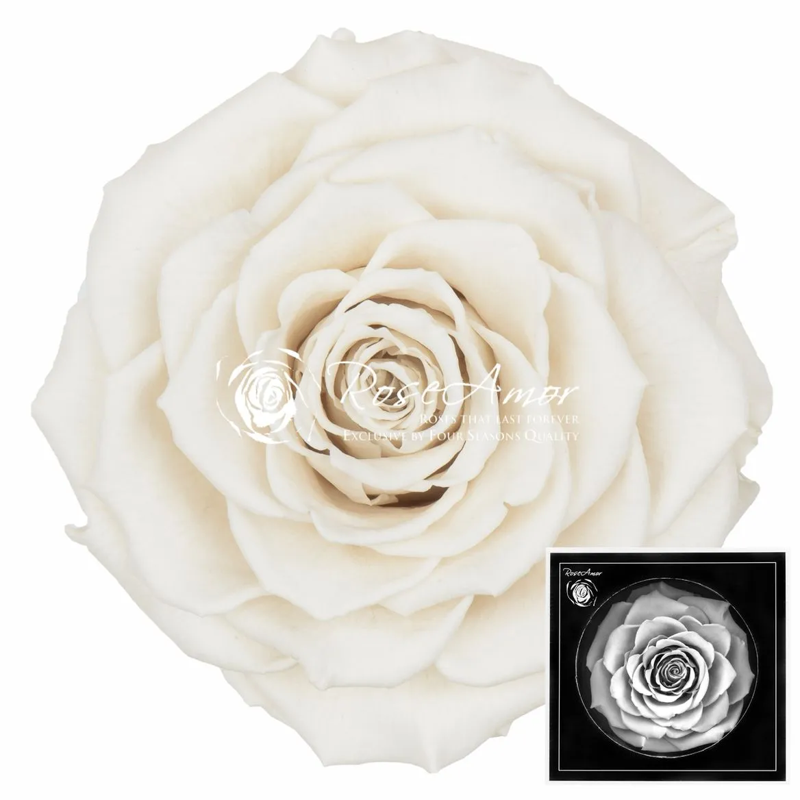 Stabilizovaná ruža Bonita ⌀ 9 cm, biela WHI04