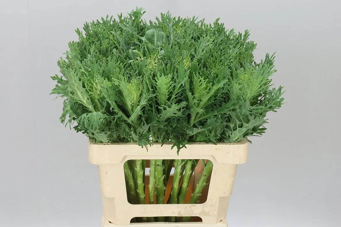 Brassica King • 60 cm