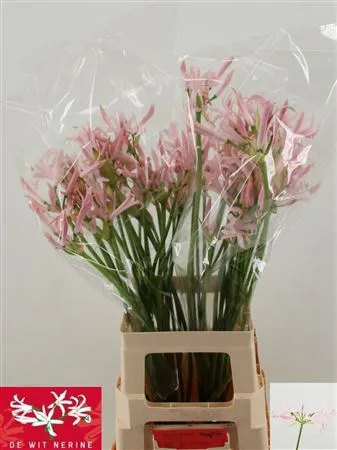 Nerine Bo Sofie Artistic • 60 cm