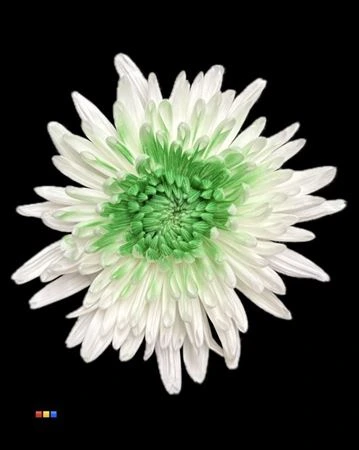 Chryzantéma veľkokvetá Ana White + Green • 70 cm