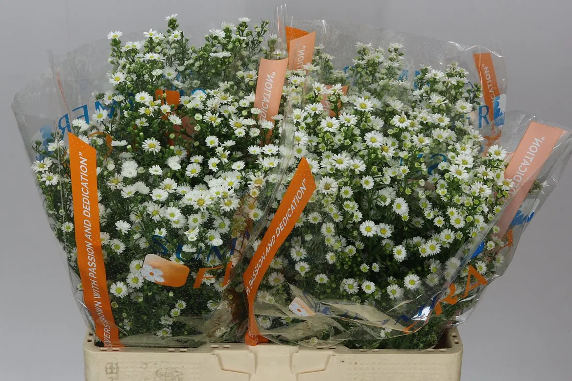 Aster Paquita • 60 cm