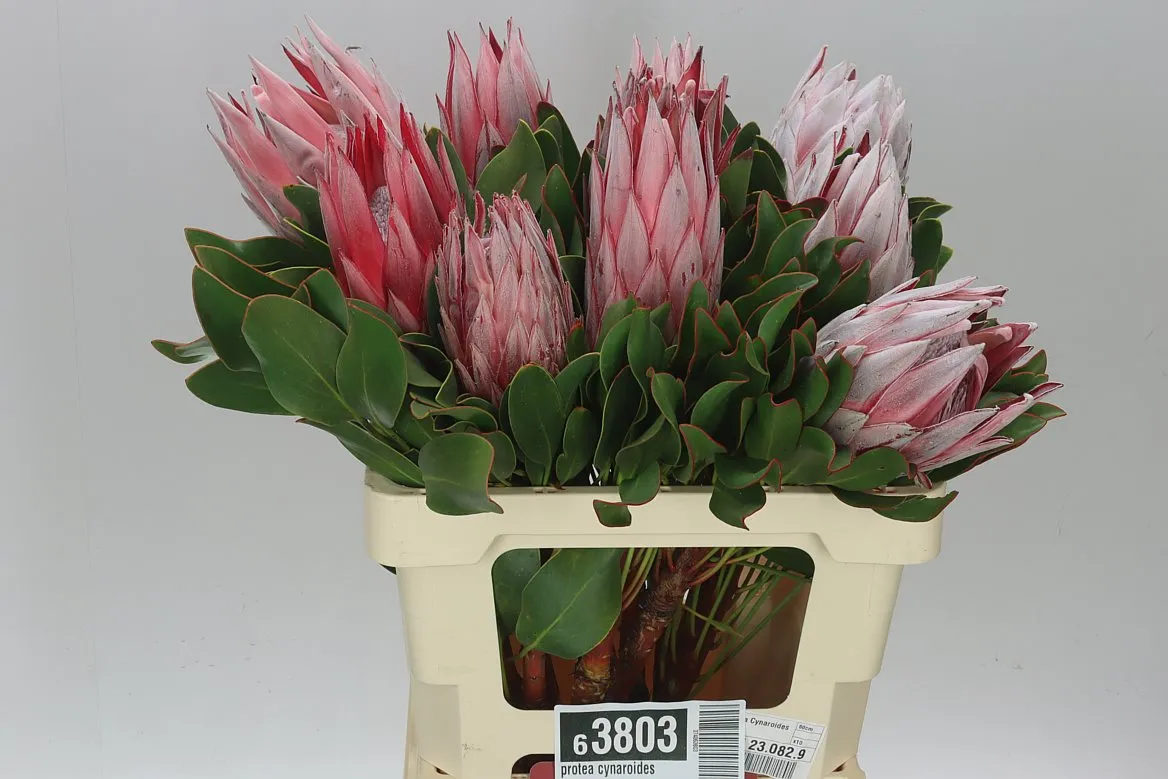 Protea Cynaroides • 60 cm