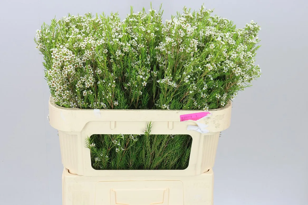Chame Wax Kiara • 70 cm