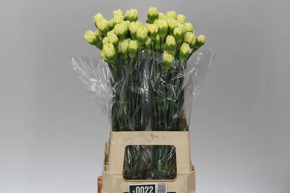 Di St Yellow • 70 cm