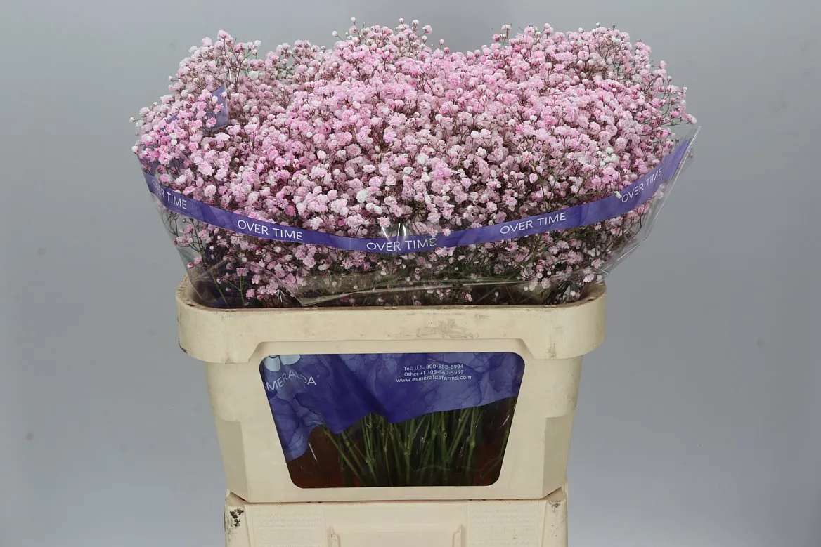 Gypsofila Absorbed Pale Pink • 75 cm