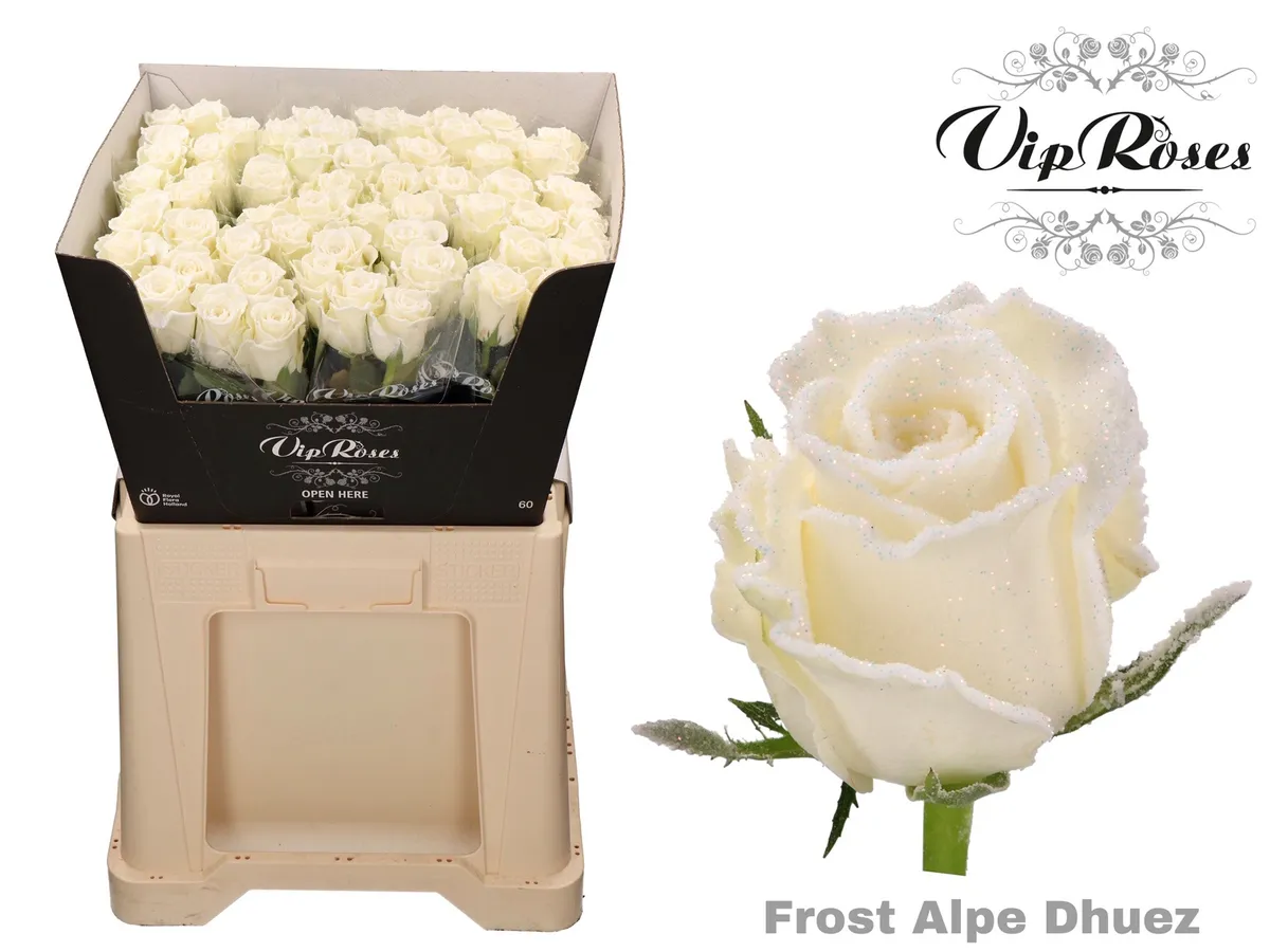 Ruža Frost Alpe Dhuez • 60 cm