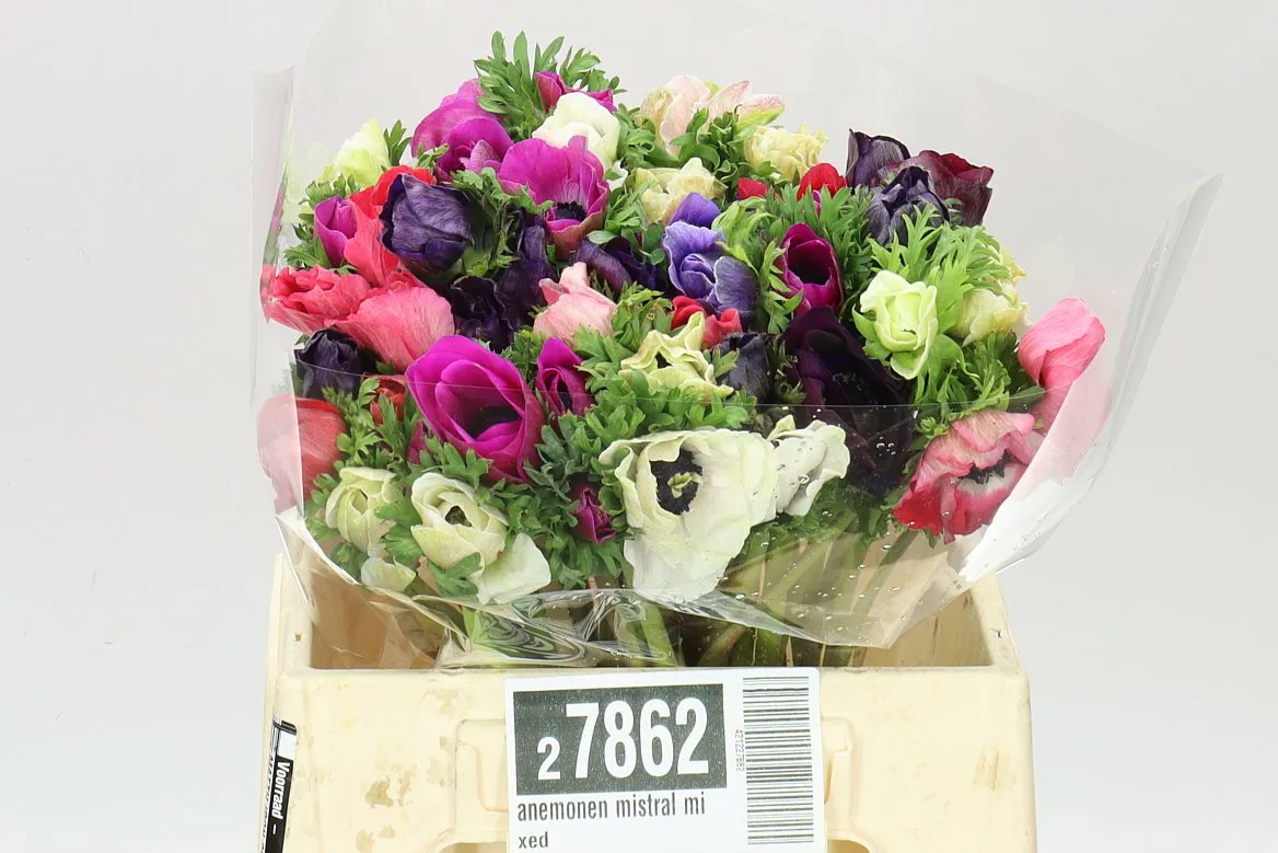 Anemonen Mistral mix • 40 cm
