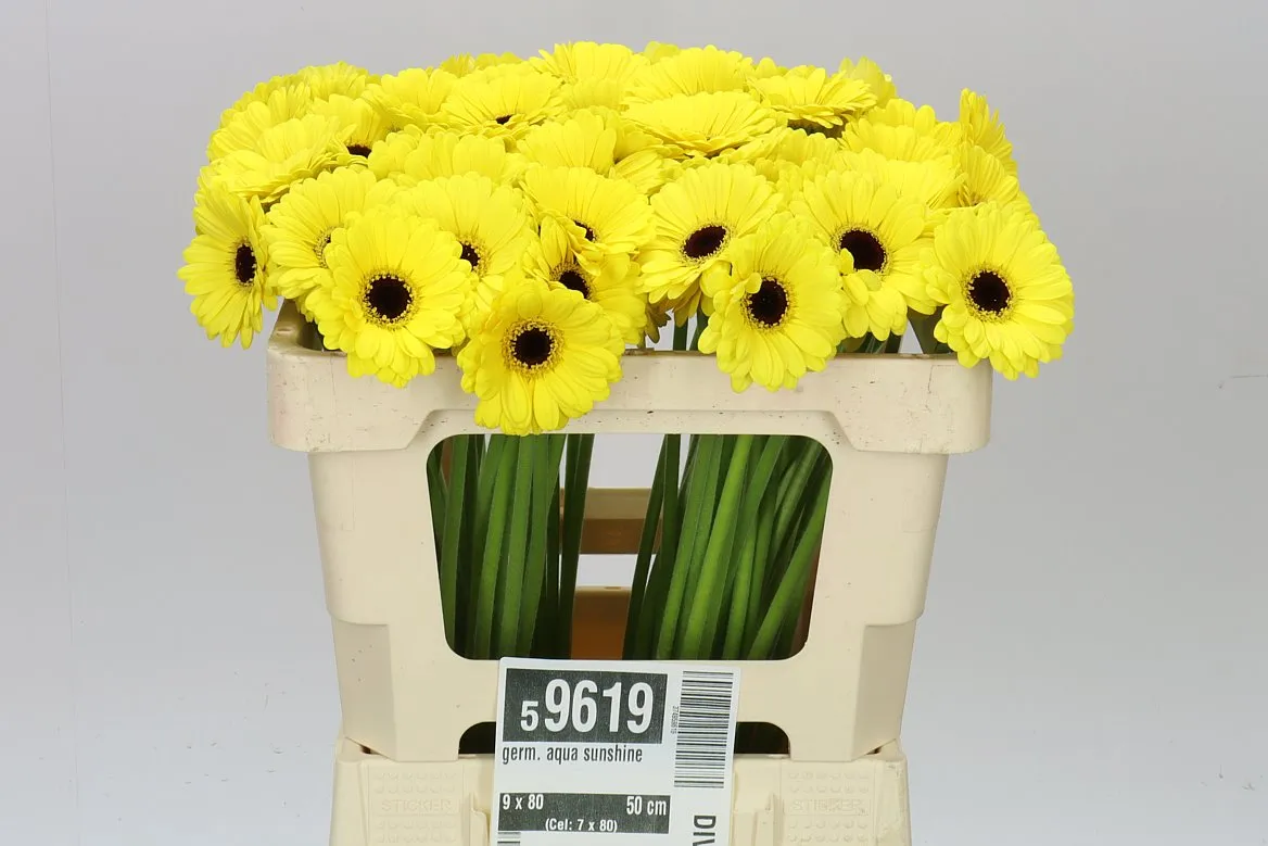 Germini Aqua Sunshine • 50 cm
