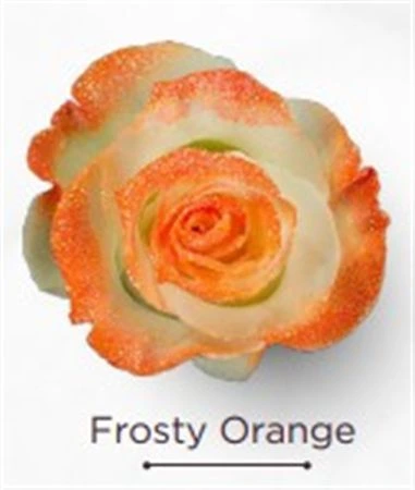 Ruža farbená Frosty Orange, Ekvádor • 50 cm