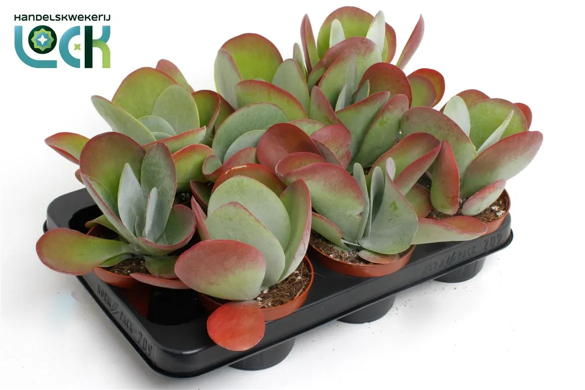 Kalanchoë Tyrsiflora • črepník 10,5 cm