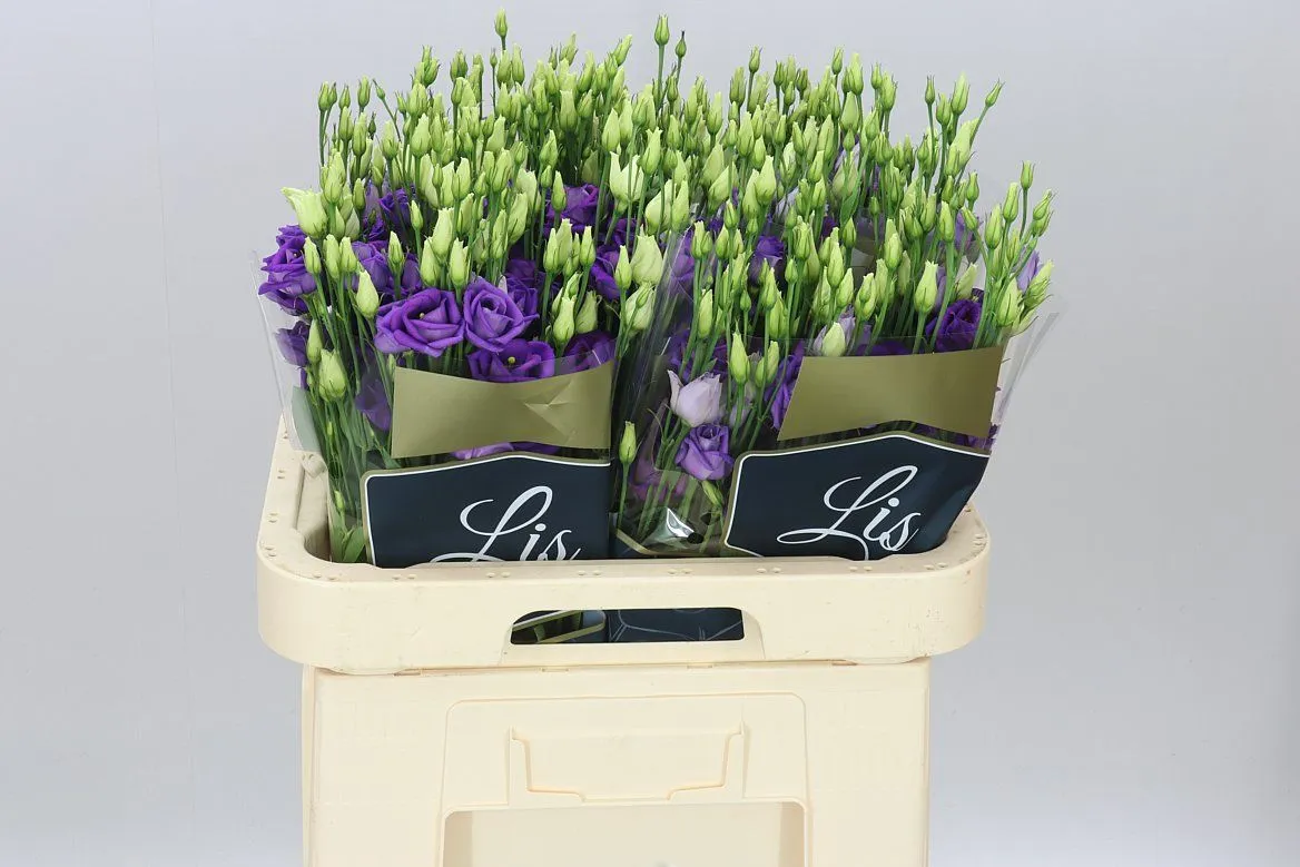 Eust Du Rosita Blue • 70 cm