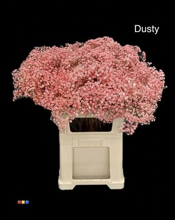 Gypsofila Xlence Dusty Red • 80 cm
