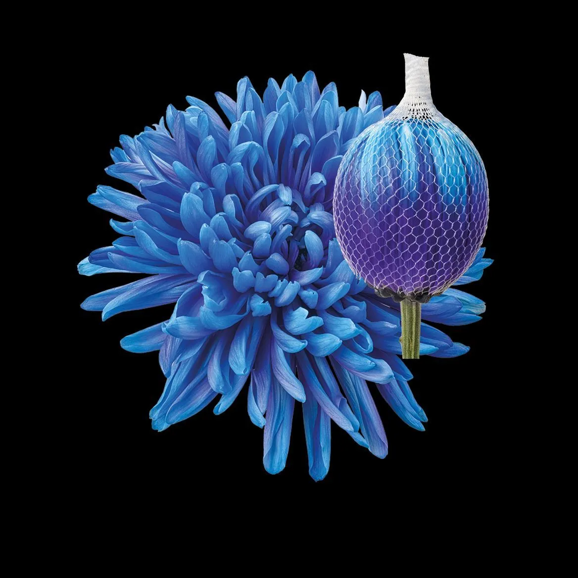 Chryzantéma veľkokvetá Antonov Blue Lagoon • 70 cm