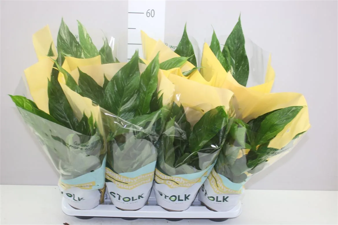Spathiphyllum Diamond A2 • črepník 14 cm