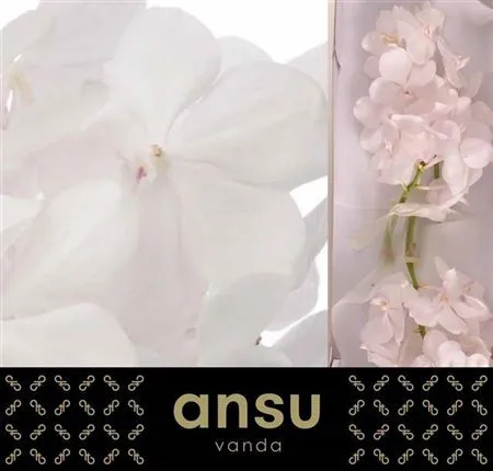 Vanda Tayan Diamond White • 20 cm