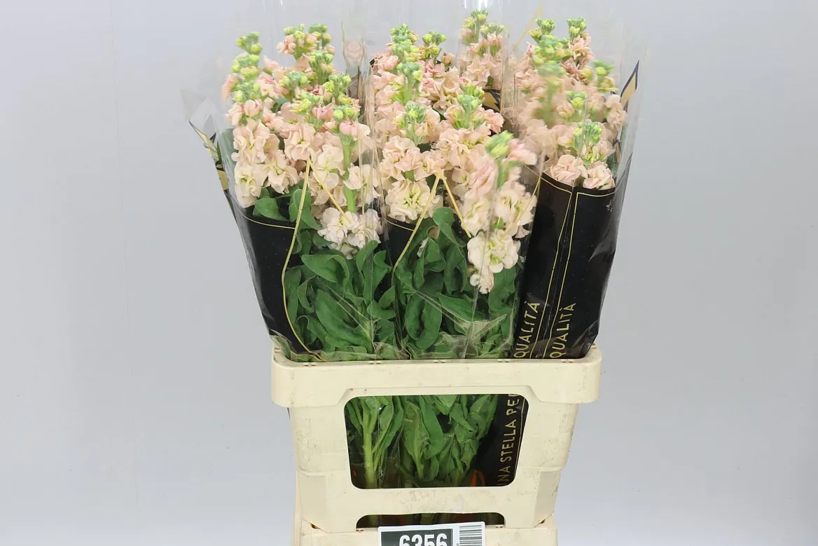 Matthiola Apricot It. Imp • 70 cm