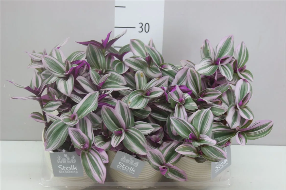 Tradescantia Albiflora 'nanouk' Maren v keramike • črepník 13 cm