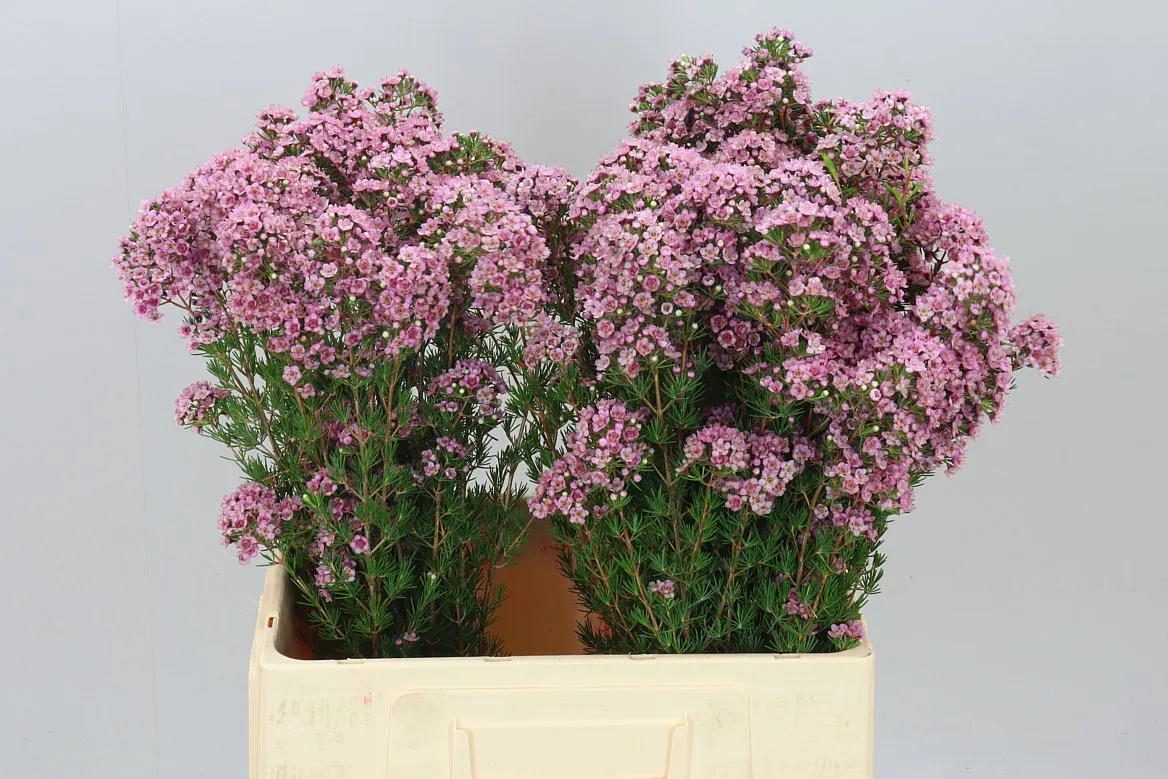 Chame Paddys Pink • 60 cm