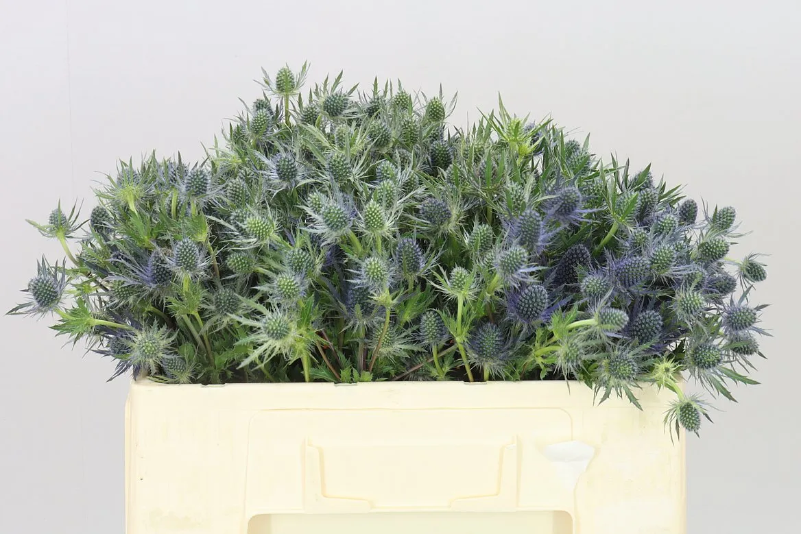 Eryngium Blue Lagoon • 50 cm