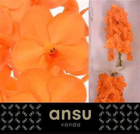 Orchidea Vanda Na Prin Orange • 15 cm