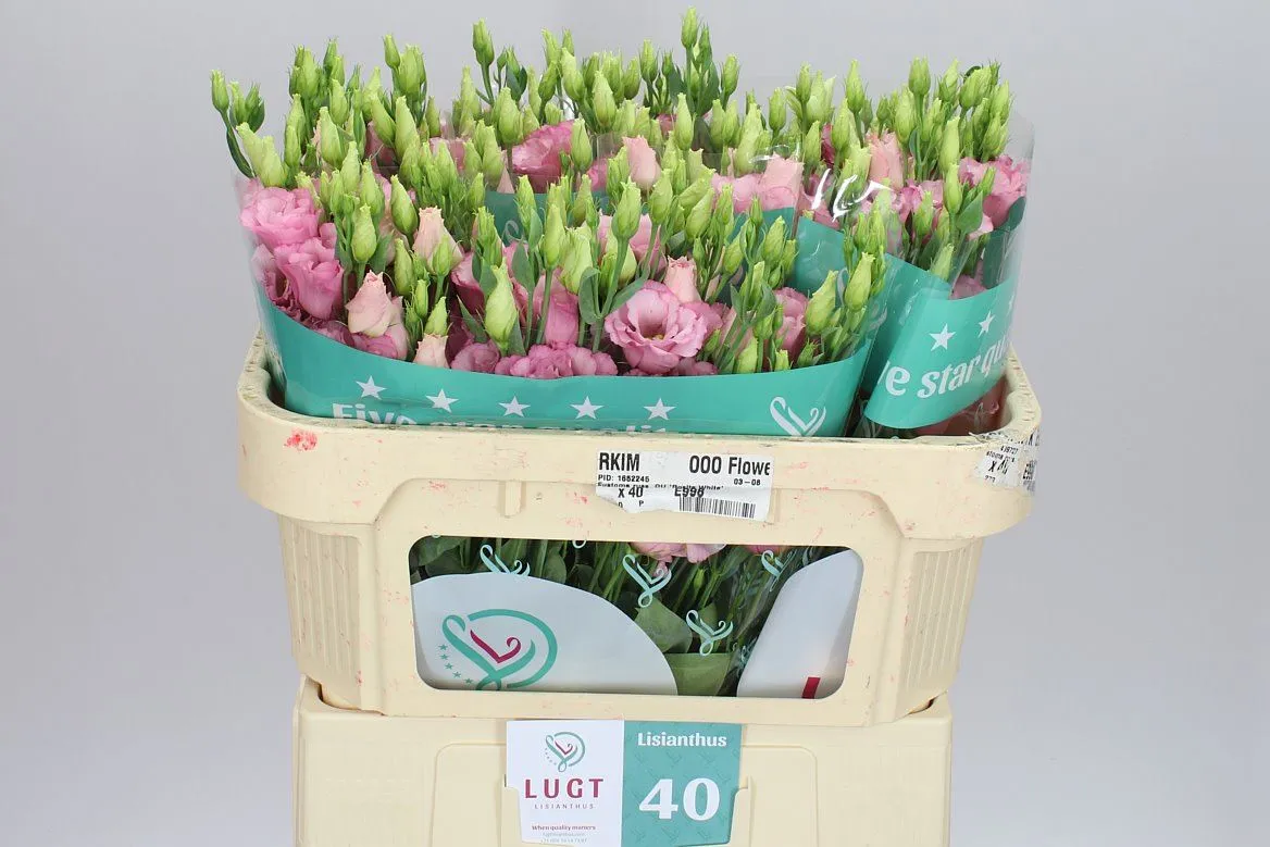 Eustóma plnokvetá Lisanne L Pink • 72 cm
