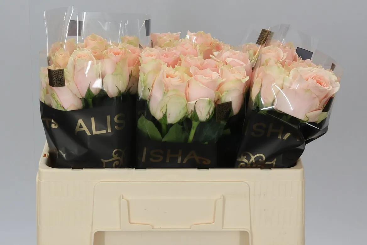 Ruža Harmony Peach • 50 cm