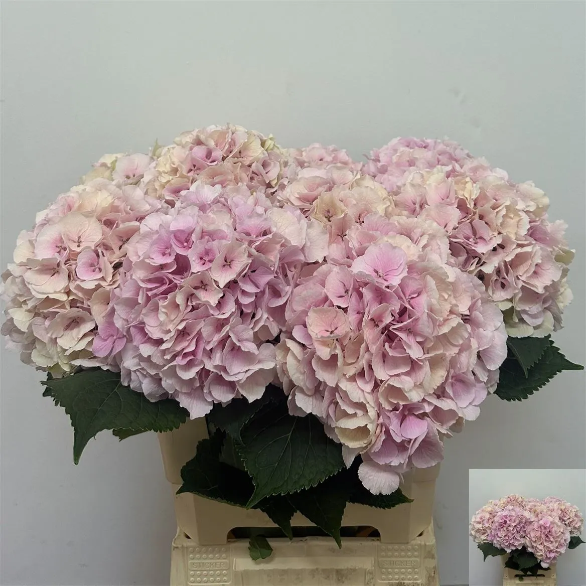 Hyd Verena Pink Classic • 60 cm