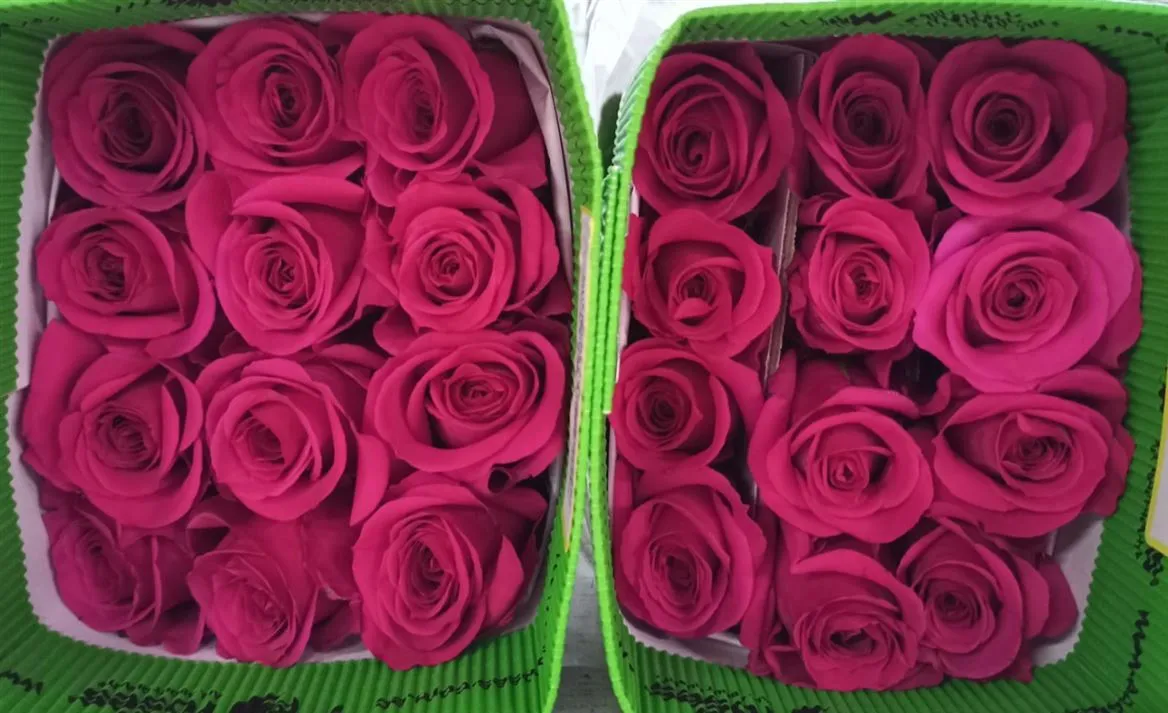 Rosa Gr Ec Queen Berry • 50 cm