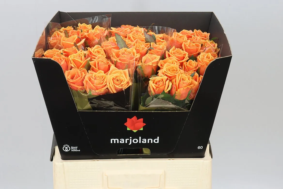 Rosa Gr Novi Xl • 60 cm