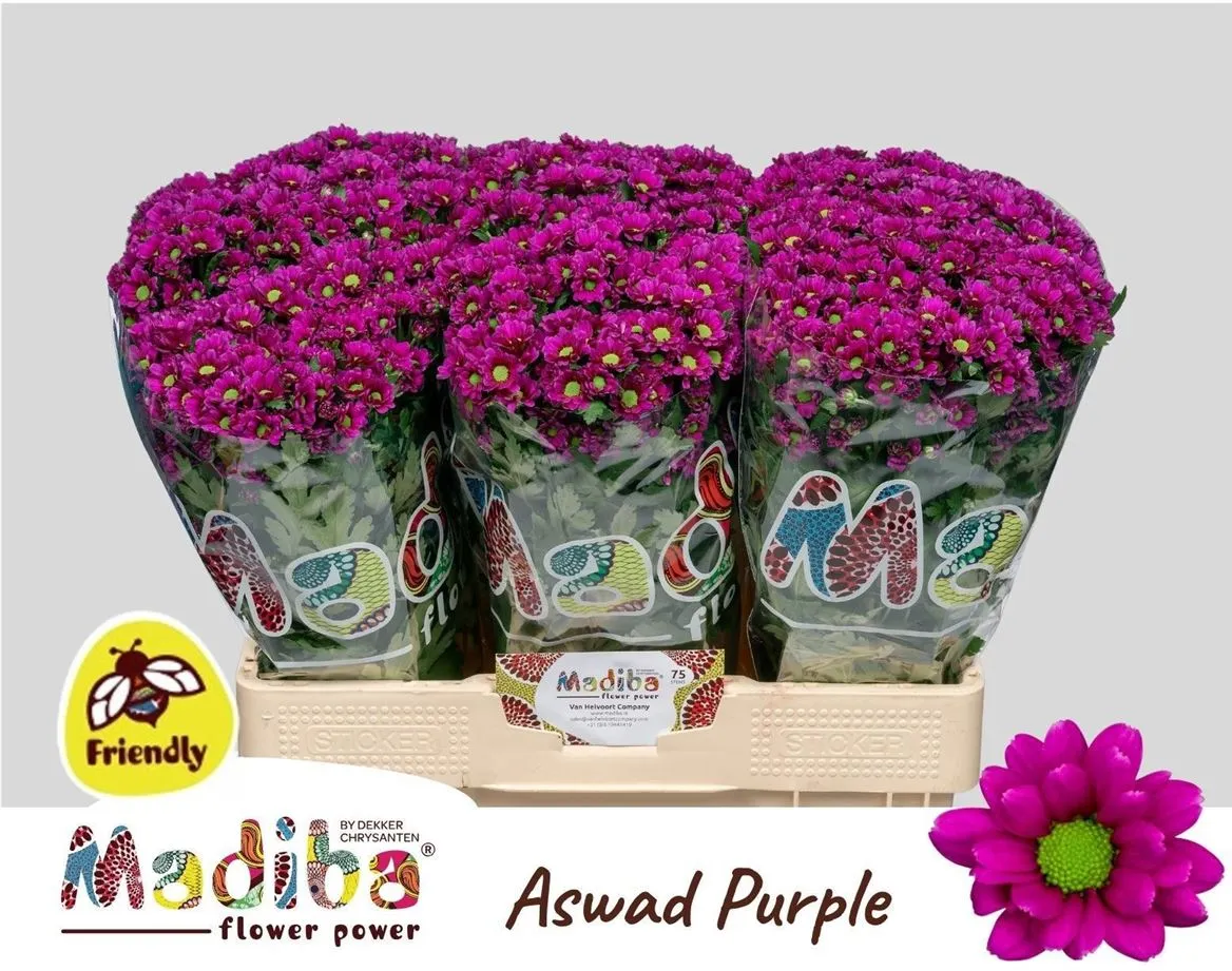Sant Madiba Purple • 55 cm