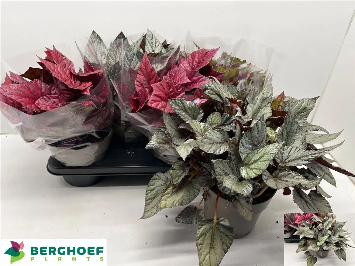 Begonia Blad Beleaf Gemengd • črepník 17 cm