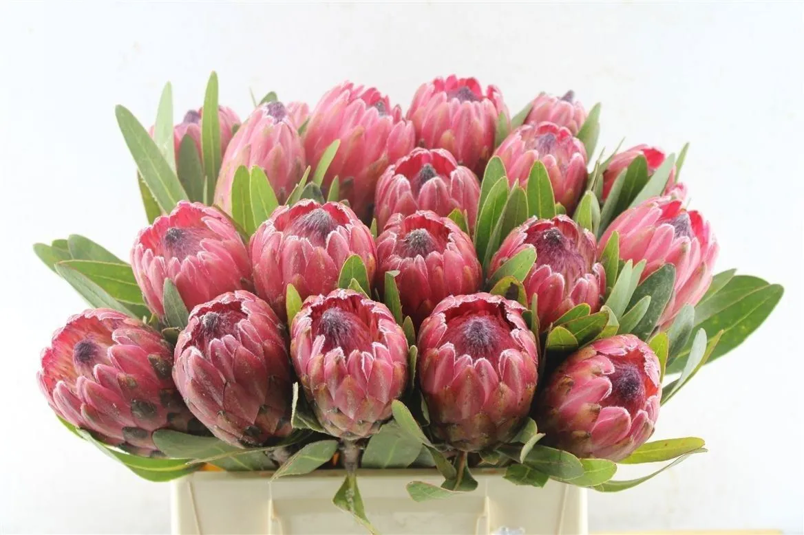 Protea Red Ice • 40 cm