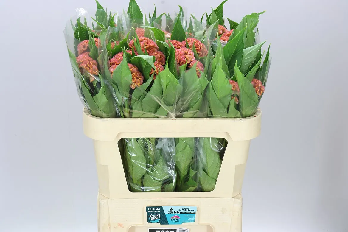 Celosia C Act Ziva • 75 cm