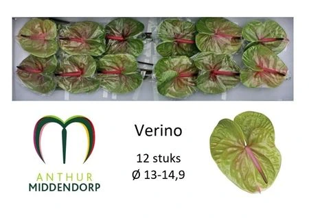 Antúrium Verino