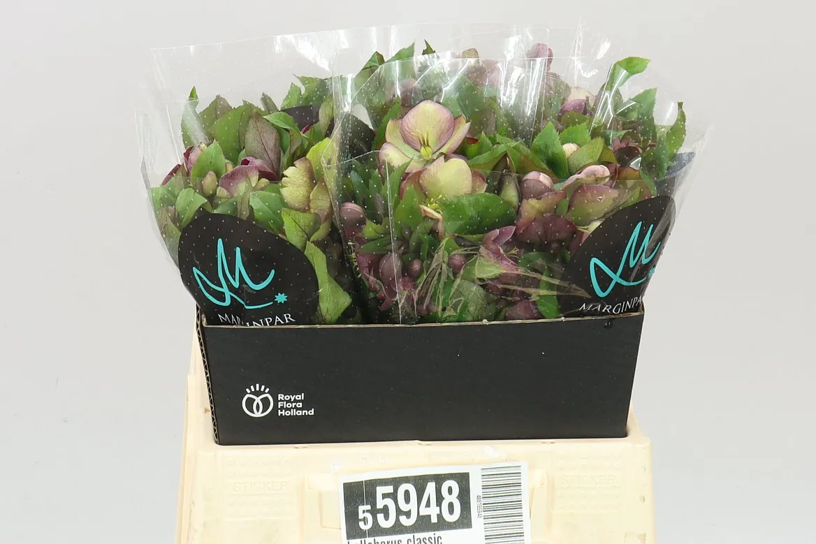 Helleborus Classic Grace Pink • 40 cm