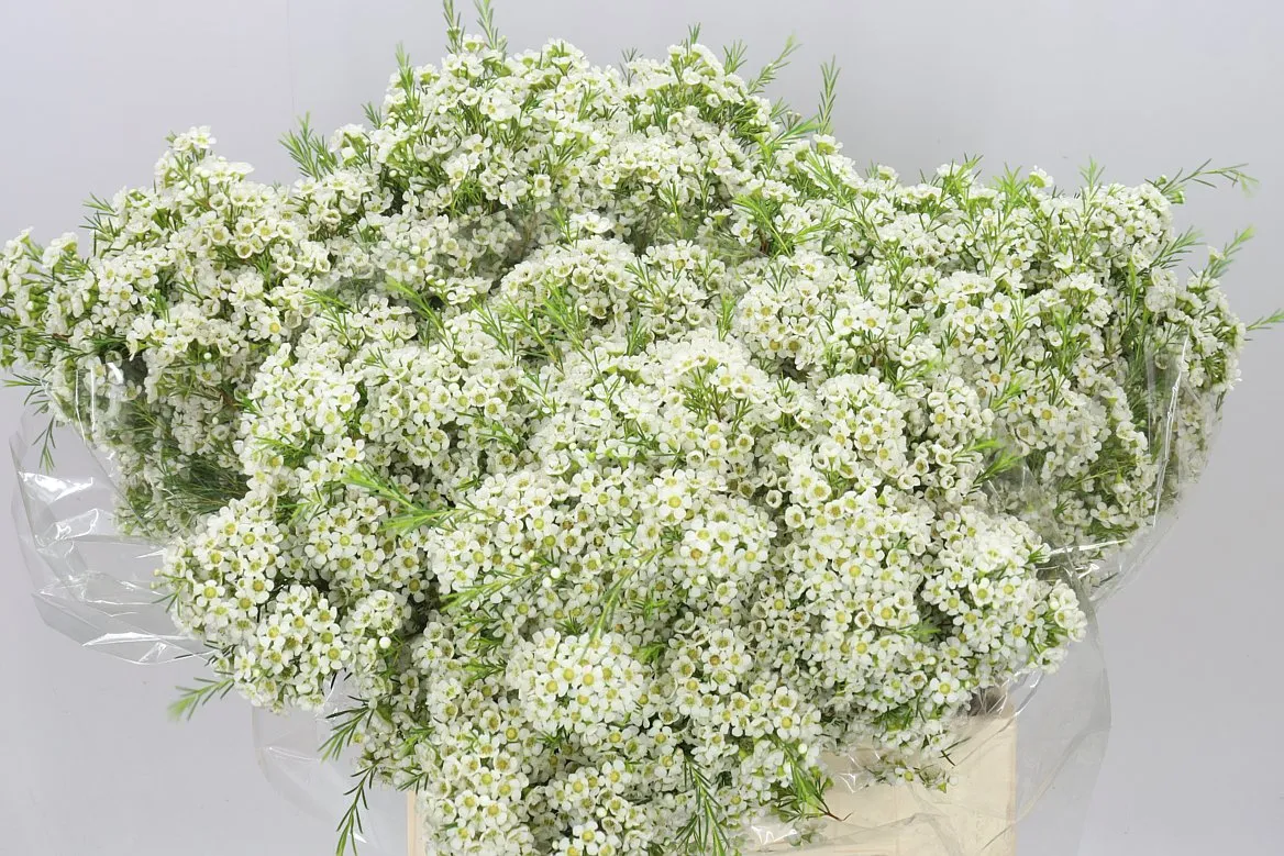 Voskovka Orchid White • 60 cm