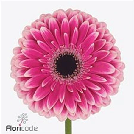 Gerbera Prelude • 45 cm