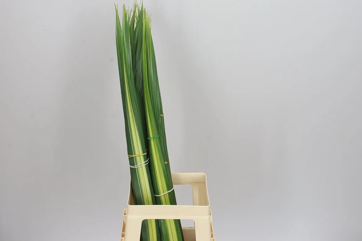 Pandanus • 90 cm
