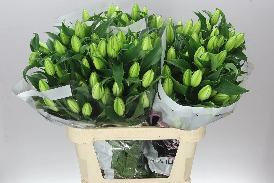 Lil Or Double Chardonnay • 80 cm