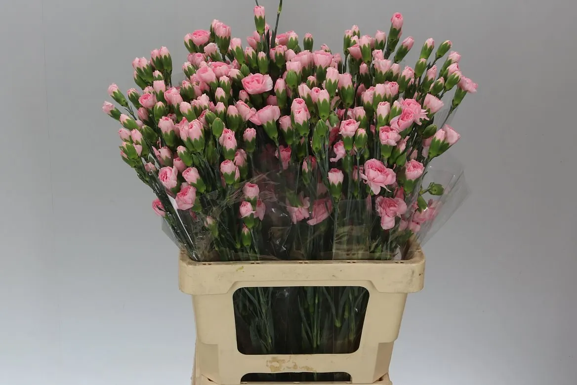 Di Tr Pink • 65 cm