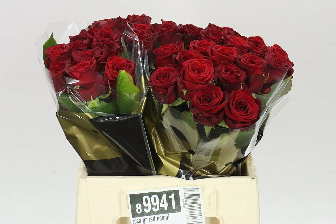 Rosa Gr Red Naomi Marjo Xl • 40 cm