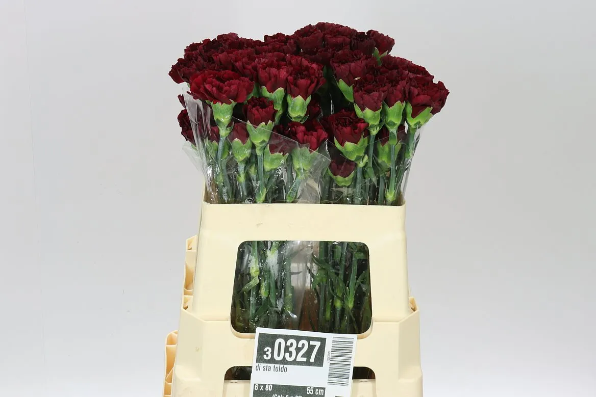Karafiát Toldo • 55 cm